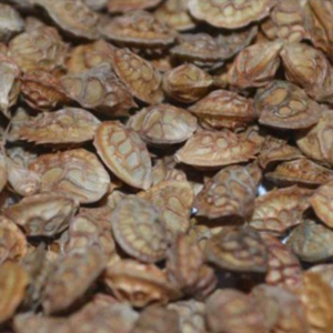 Korunga