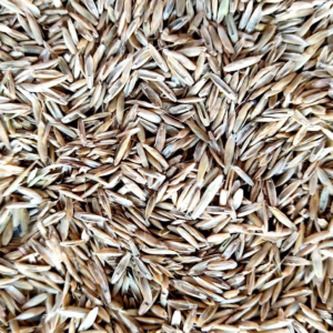 Reygrass (Süt Otu)