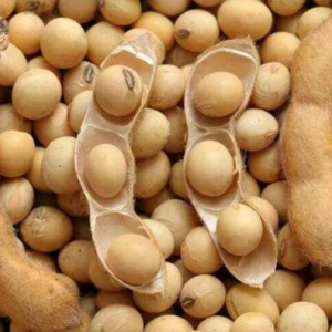 Soya Fasulyesi